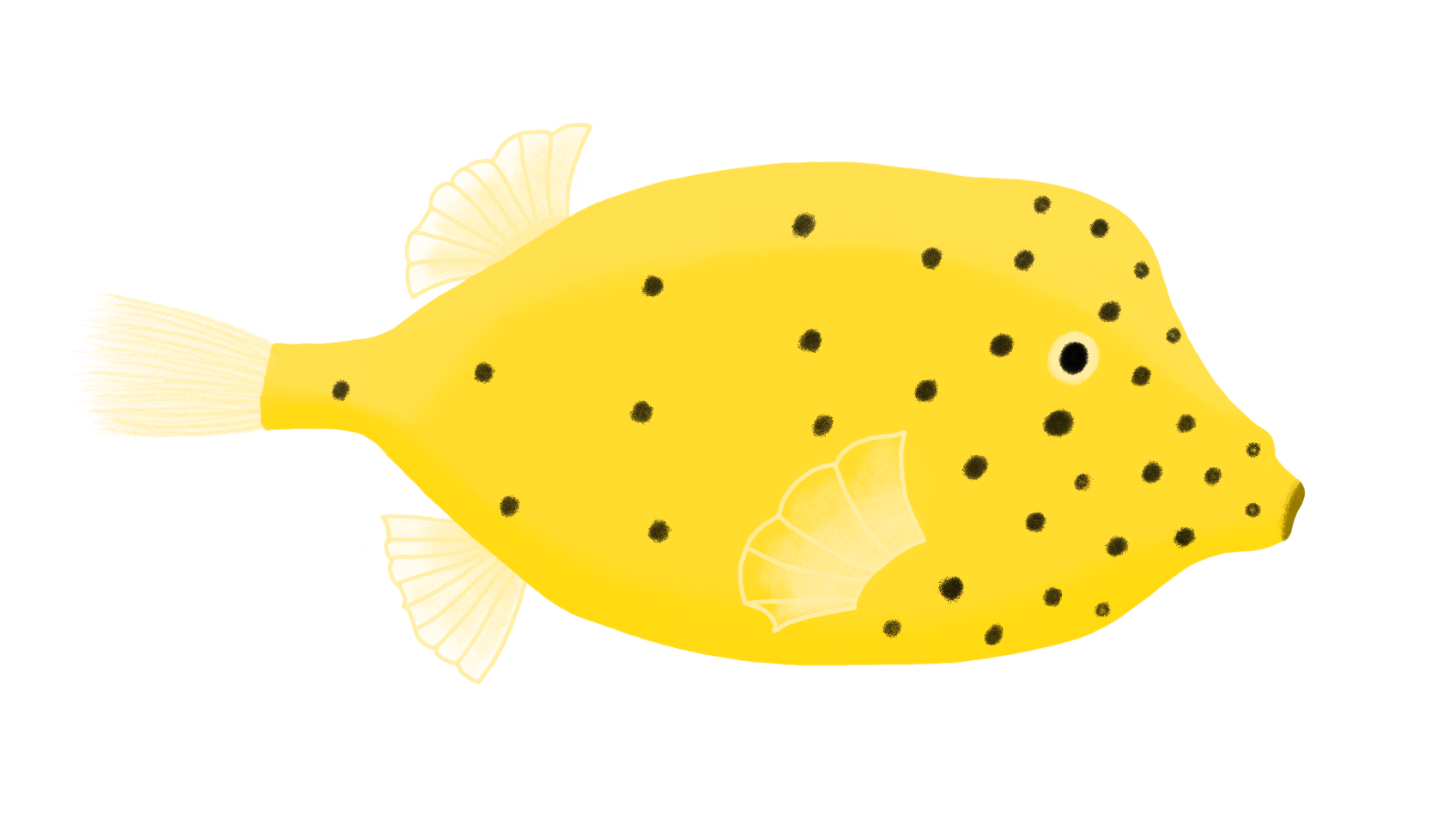 Gelber, rechteckiger Fisch mit schwarzen Punkten.